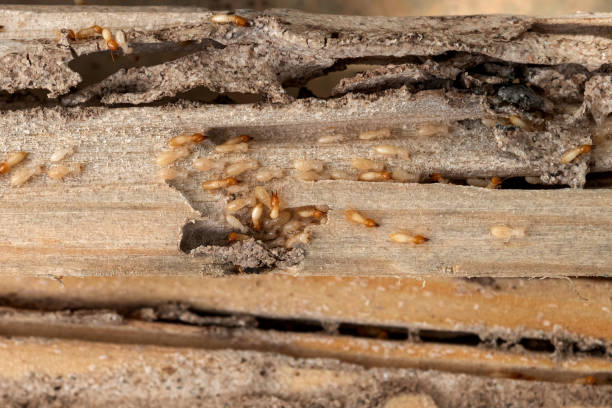 Best Termite Control Services  in Fort Myers Shores, FL